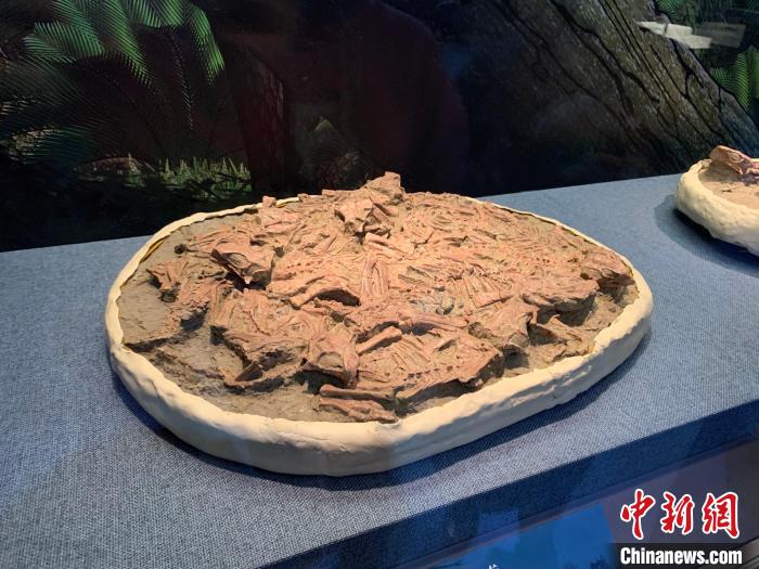 國寶級(jí)古生物化石亮相遼博 還原中生代生活場景