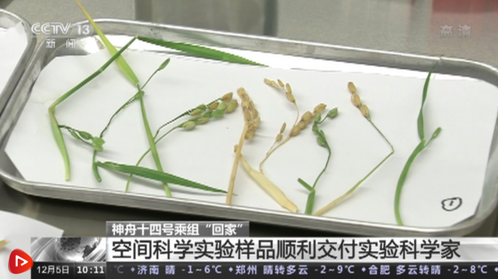 航天新征程｜碩果累累！科學(xué)家已發(fā)現(xiàn)返回水稻特殊現(xiàn)象
