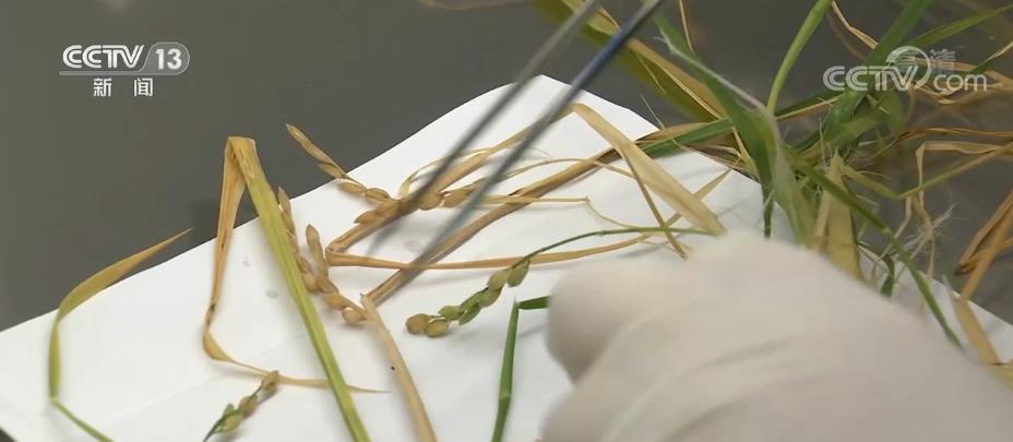 航天新征程｜碩果累累！科學(xué)家已發(fā)現(xiàn)返回水稻特殊現(xiàn)象