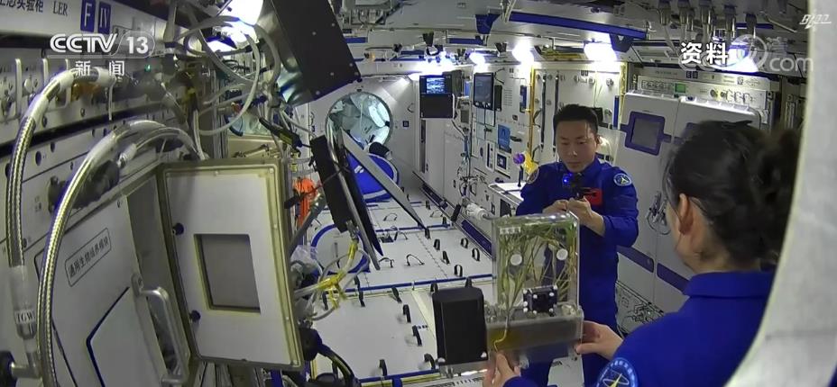 航天新征程｜碩果累累！科學(xué)家已發(fā)現(xiàn)返回水稻特殊現(xiàn)象