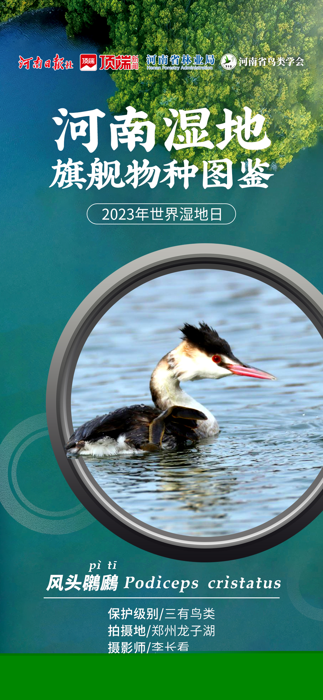 河南濕地旗艦物種圖鑒 感受共生之美丨世界濕地日
