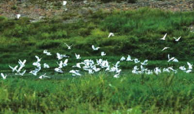 沙河國(guó)家濕地公園，一天兩次被央視“點(diǎn)贊”
