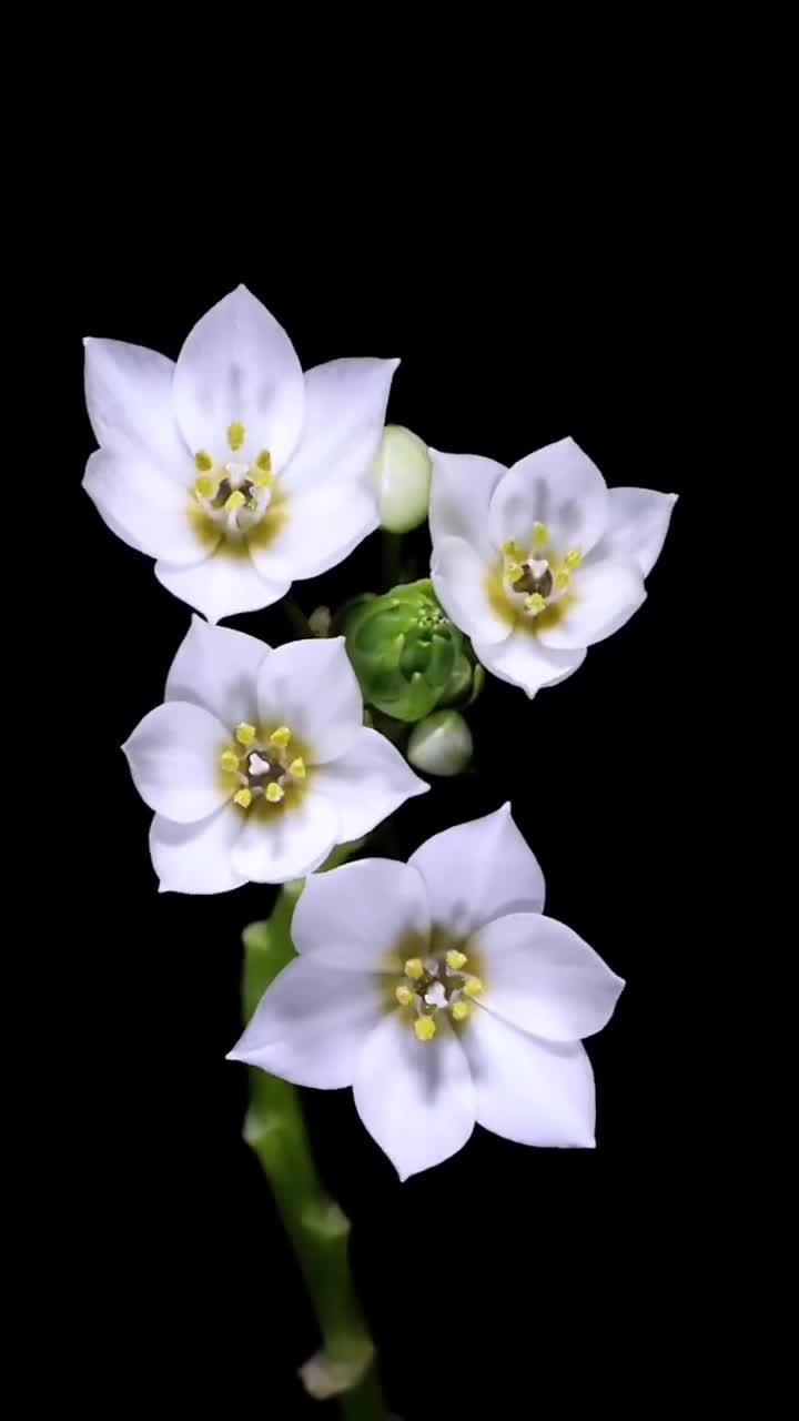 見者好運(yùn)！延時(shí)記錄花開瞬間合集
