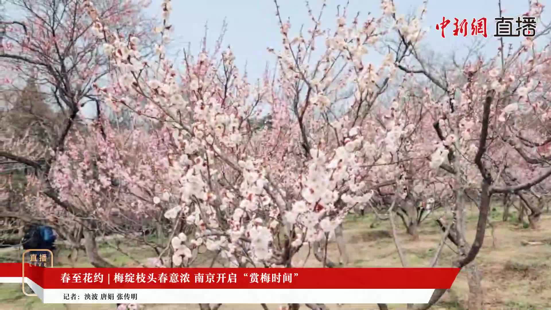 春至花約 | 梅綻枝頭春意濃 南京開啟“賞梅時(shí)間”