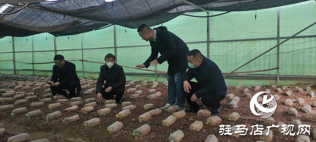 市農(nóng)科院院長孟祥鋒深入確山縣檢查指導(dǎo)科技特派員工作