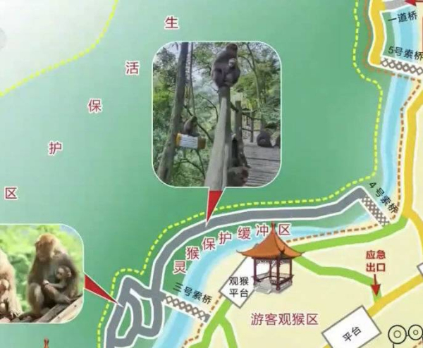 峨眉山猴子被拘留？假的！峨眉山猴子是國家二級保護動物