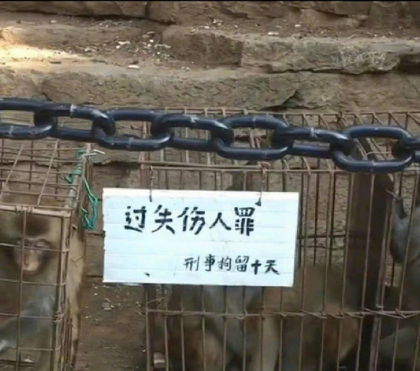 峨眉山猴子被拘留？假的！峨眉山猴子是國家二級保護動物