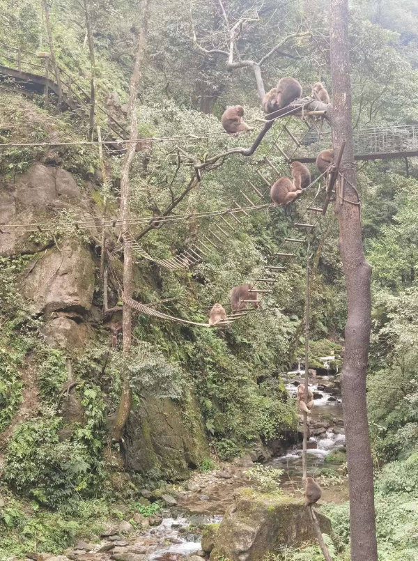 峨眉山猴子被拘留？假的！峨眉山猴子是國家二級保護動物