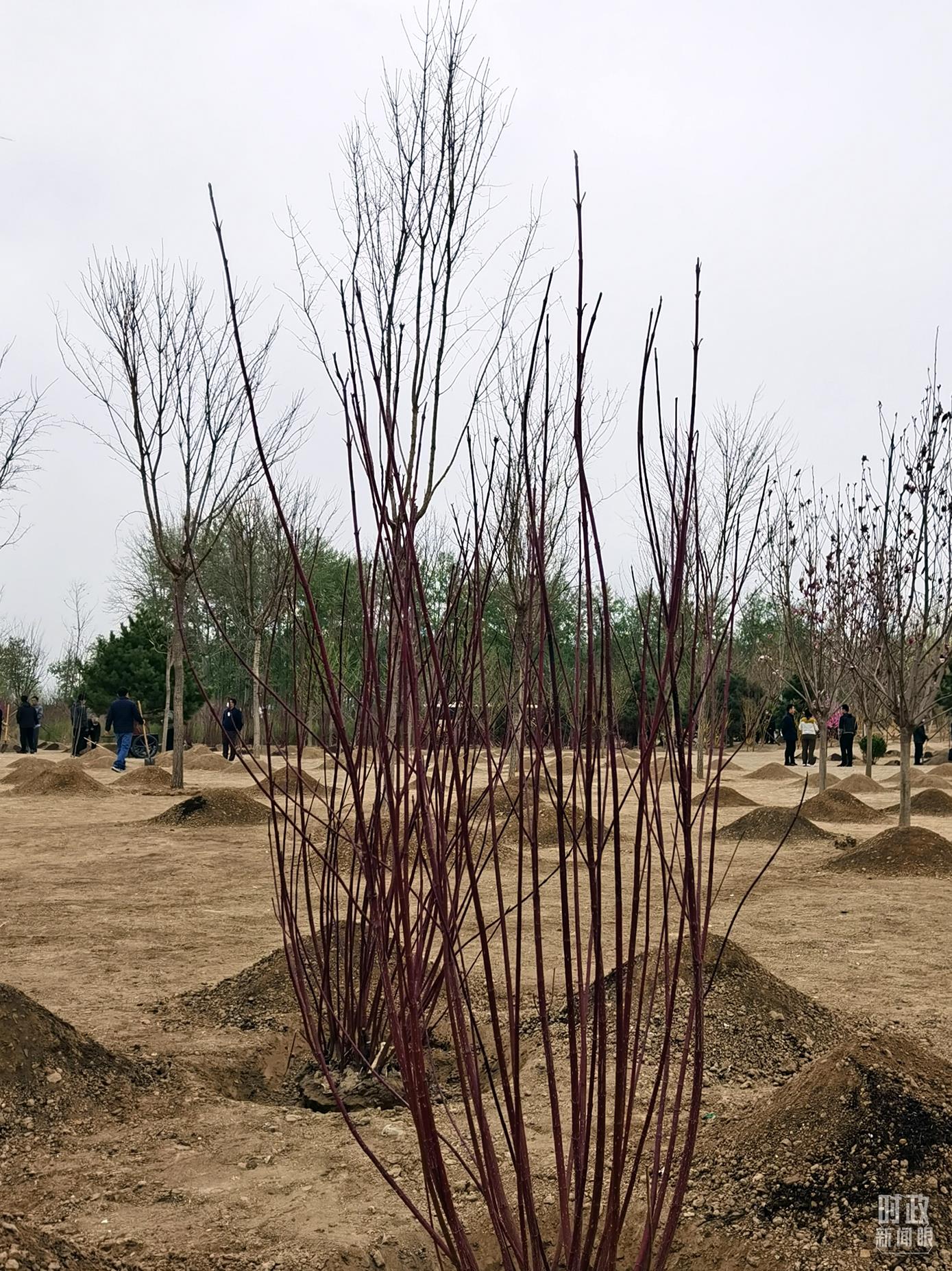 時政新聞眼丨在今年首都義務(wù)植樹現(xiàn)場，習(xí)近平這三句話飽含深意