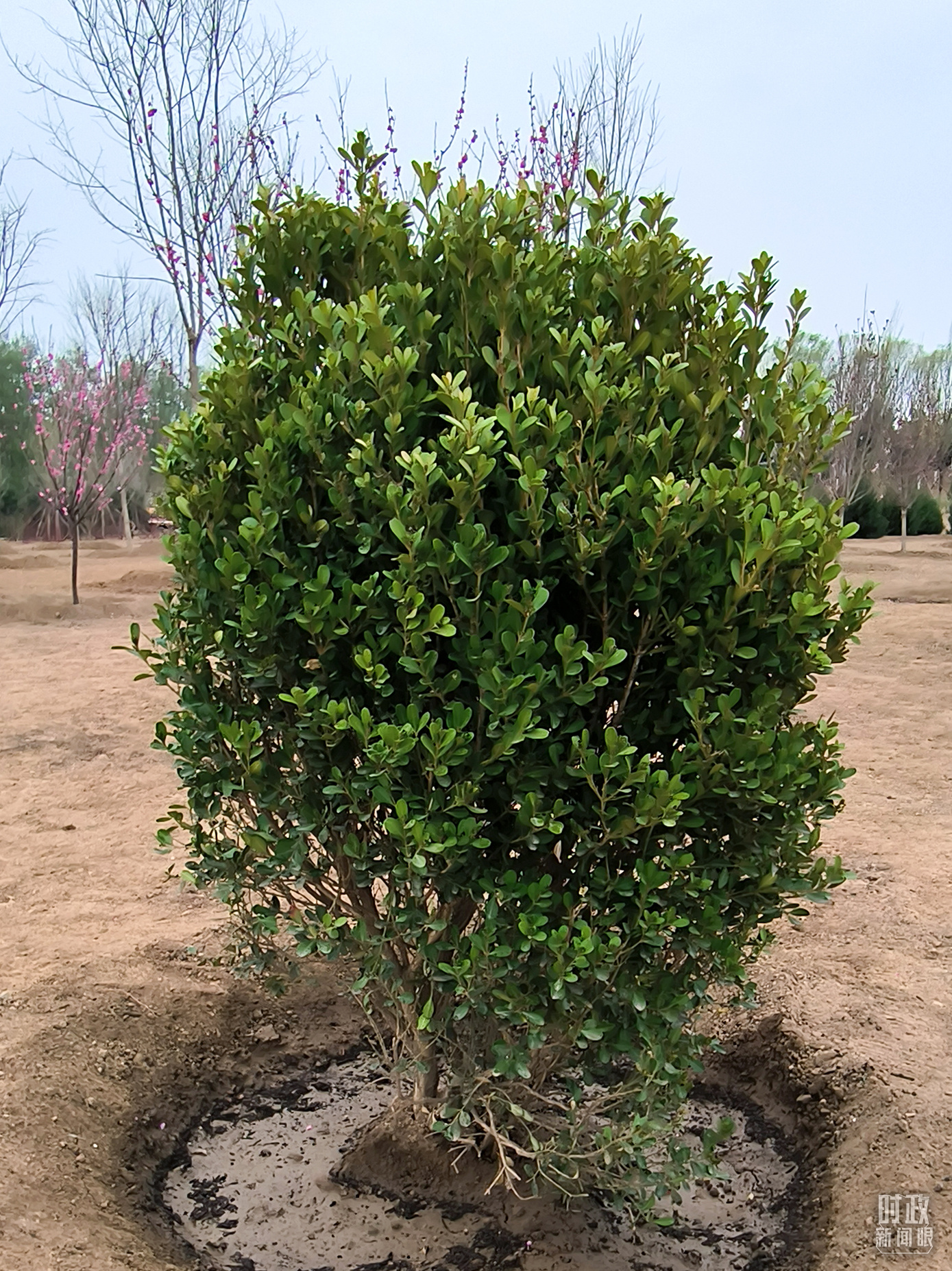 時政新聞眼丨在今年首都義務(wù)植樹現(xiàn)場，習(xí)近平這三句話飽含深意