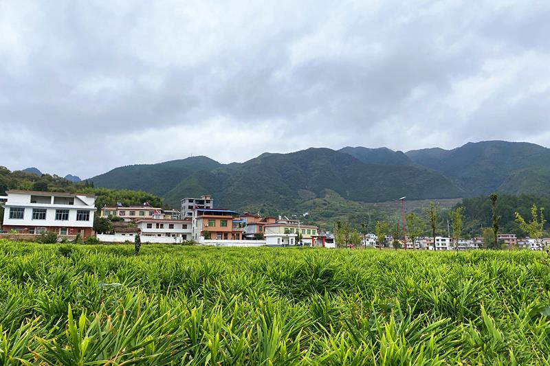  時(shí)政微觀察丨總書(shū)記多次考察專(zhuān)業(yè)合作社，有何深意？