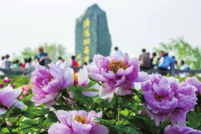 四月，來(lái)洛陽(yáng)看牡丹 須是牡丹花盛發(fā) 滿(mǎn)城方始醉無(wú)涯