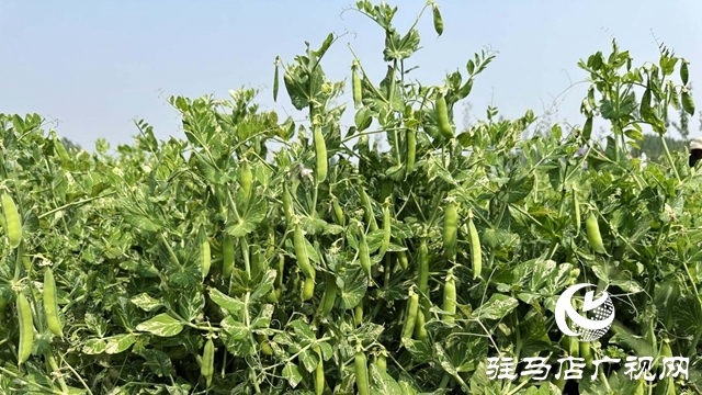 河南泌陽(yáng)：種植豌豆擴(kuò)寬致富路