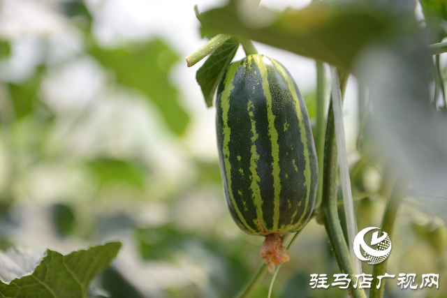 泌陽(yáng)縣：瓜果梨桃繪就鄉(xiāng)村振興新畫卷