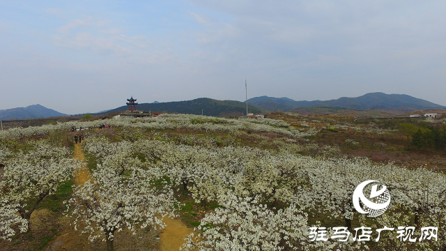泌陽(yáng)縣：瓜果梨桃繪就鄉(xiāng)村振興新畫卷