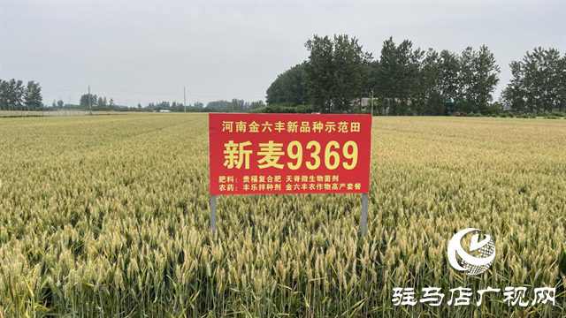 重磅！小麥新品種“新麥9369”落戶河南金六豐種業(yè)