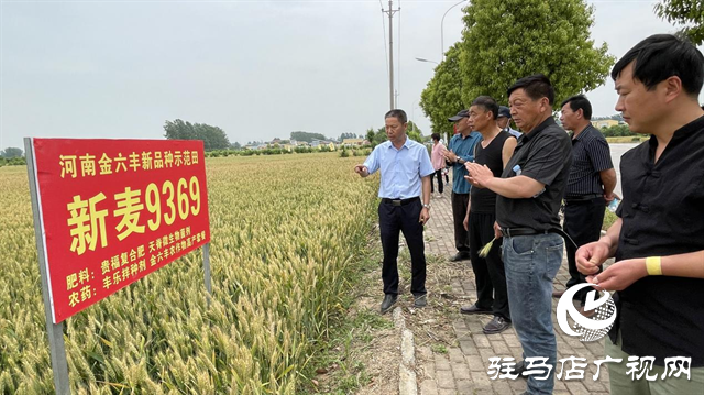 重磅！小麥新品種“新麥9369”落戶河南金六豐種業(yè)