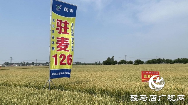 駐研種業(yè)捷報(bào)頻傳：駐麥126、駐麥156、駐研198相繼通過審定