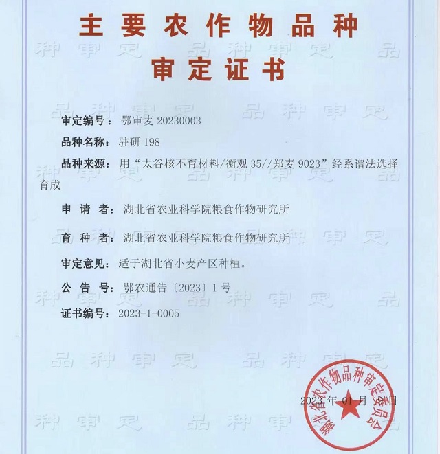 駐研種業(yè)捷報(bào)頻傳：駐麥126、駐麥156、駐研198相繼通過審定