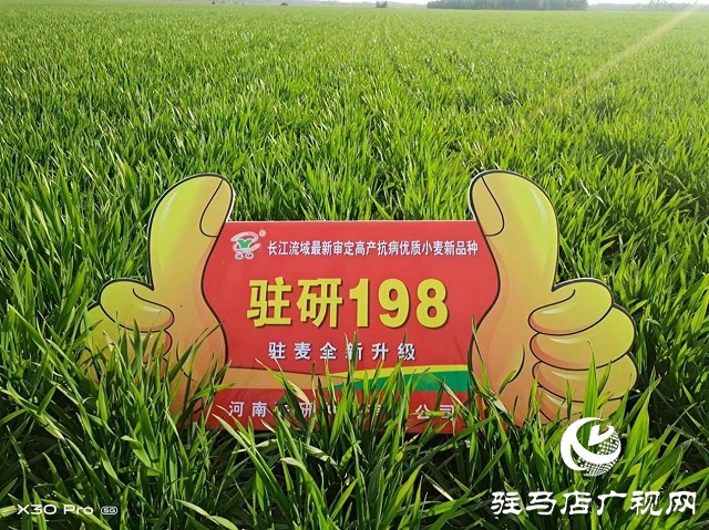 駐研種業(yè)捷報(bào)頻傳：駐麥126、駐麥156、駐研198相繼通過審定