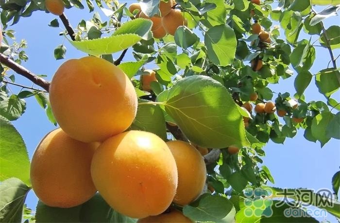 “杏”好遇見(jiàn)你！河南寶豐：念好“果”字經(jīng) 廣栽“搖錢(qián)樹(shù)”
