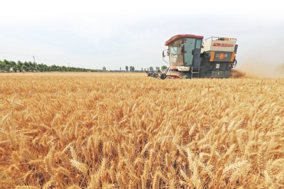 直擊駐馬店、南陽、平頂山、信陽四地麥收一線 見證奔跑的&ldquo;三夏&rdquo;