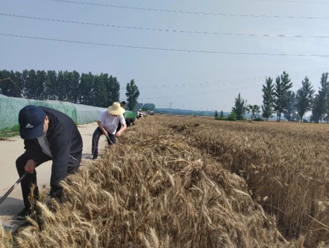 風(fēng)吹麥浪黨旗紅 助農(nóng)惠民促振興——市紀(jì)委監(jiān)委機(jī)關(guān)黨員突擊隊助力“三夏”生產(chǎn)