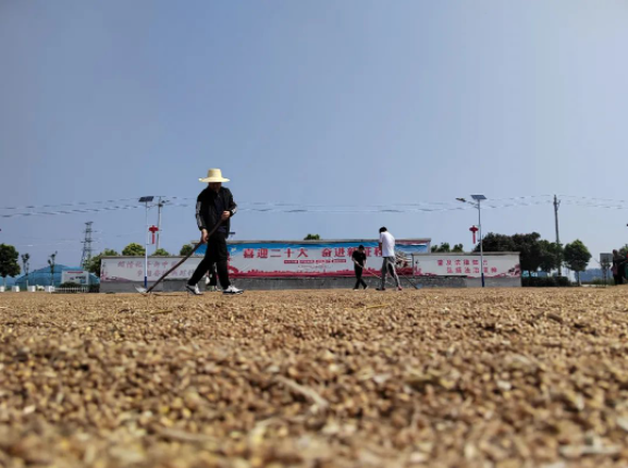 風(fēng)吹麥浪黨旗紅 助農(nóng)惠民促振興——市紀(jì)委監(jiān)委機(jī)關(guān)黨員突擊隊助力“三夏”生產(chǎn)