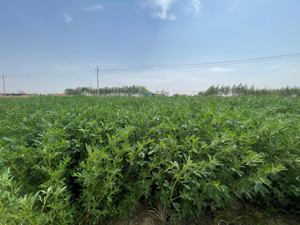 習(xí)近平總書記關(guān)切事丨做好這篇“大文章”，田間地頭有答卷