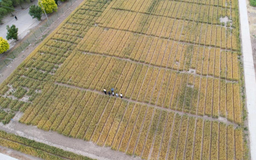 習(xí)近平總書記關(guān)切事丨做好這篇“大文章”，田間地頭有答卷