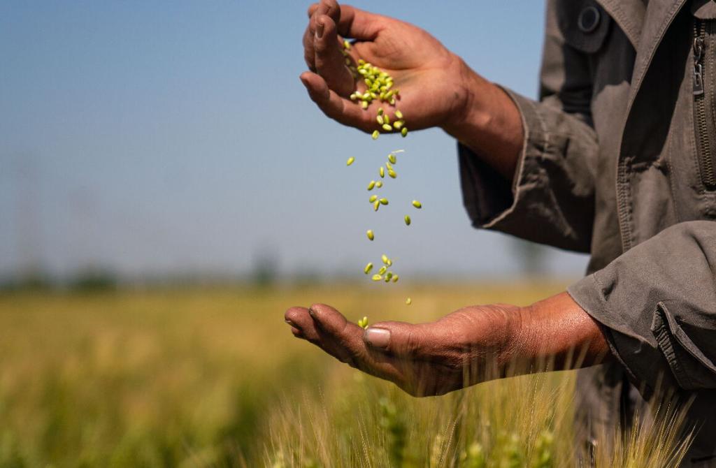 習(xí)近平總書記關(guān)切事丨做好這篇“大文章”，田間地頭有答卷