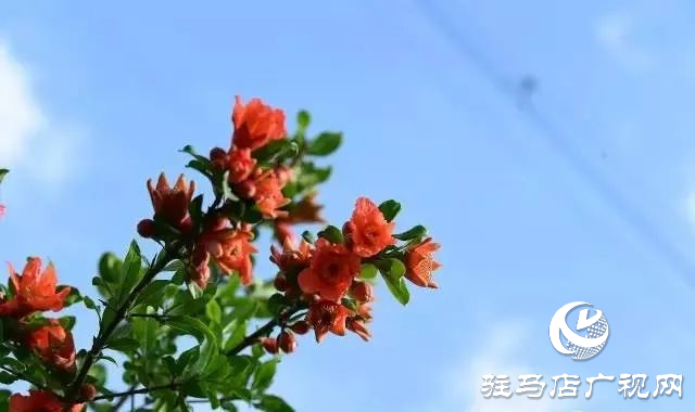 六月的泌陽(yáng)，美出圈了！