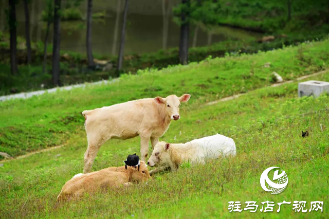 六月的泌陽(yáng)，美出圈了！