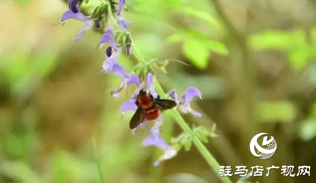 六月的泌陽(yáng)，美出圈了！