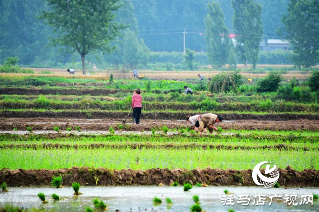六月的泌陽(yáng)，美出圈了！