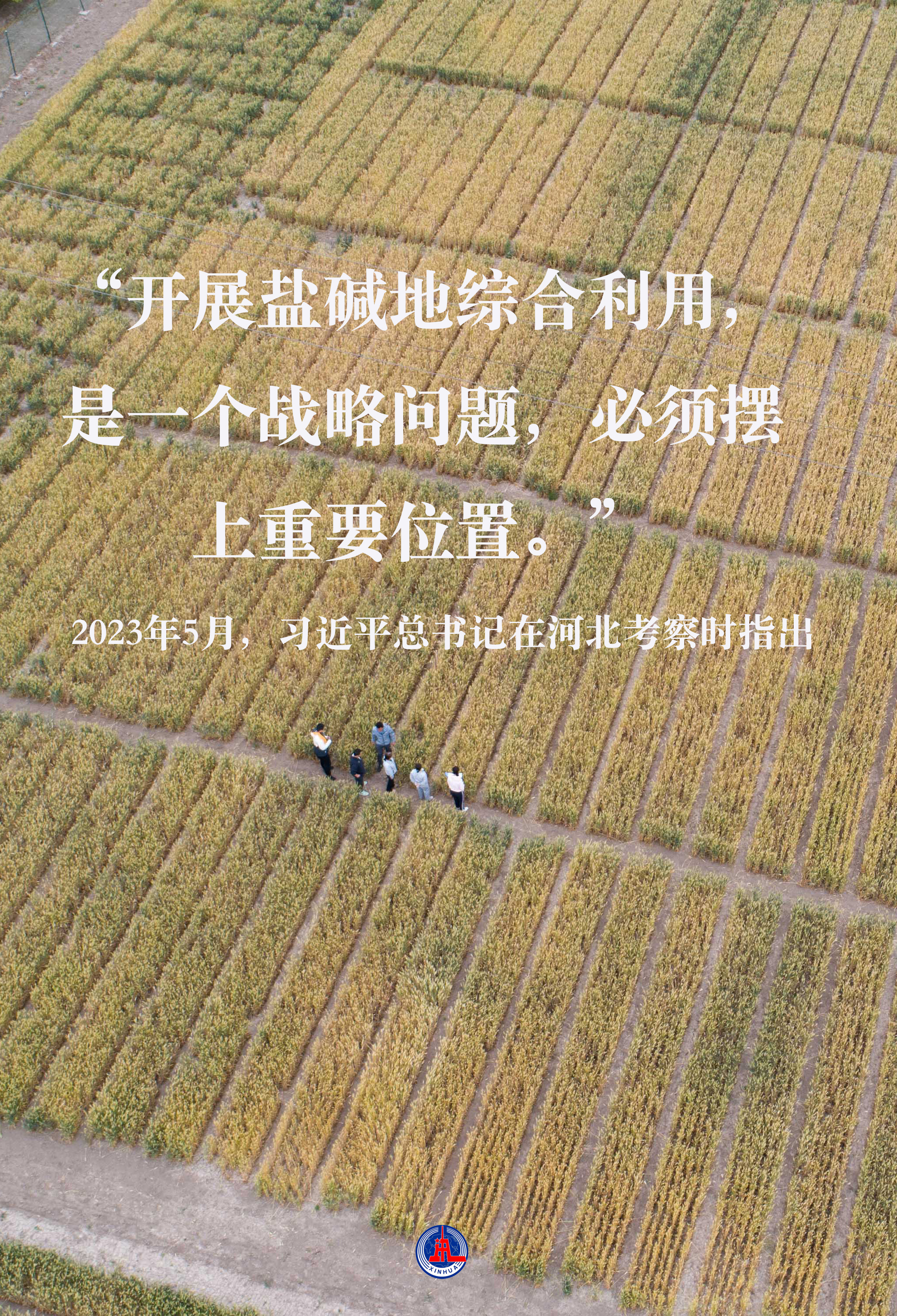 習(xí)近平總書記關(guān)切事｜藏糧于地、藏糧于技，筑牢豐收之基