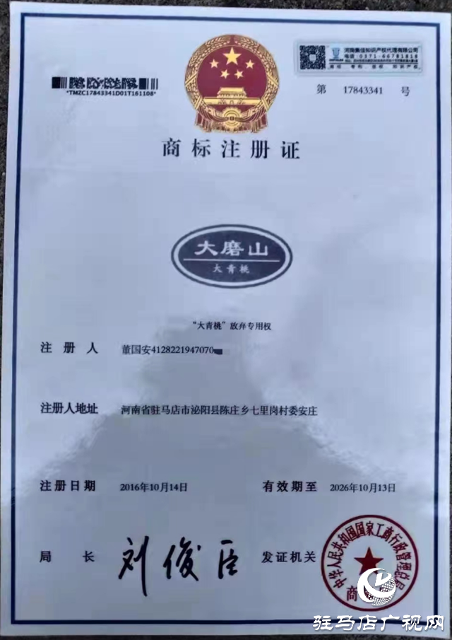 泌陽大磨山“野生大青桃”即將成熟！歡迎采摘！