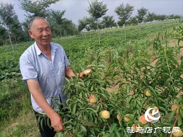 泌陽大磨山“野生大青桃”即將成熟！歡迎采摘！