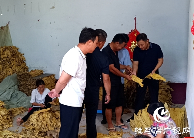 泌陽(yáng)縣郭集鎮(zhèn)：“保姆式”服務(wù)助力煙農(nóng)豐產(chǎn)增收