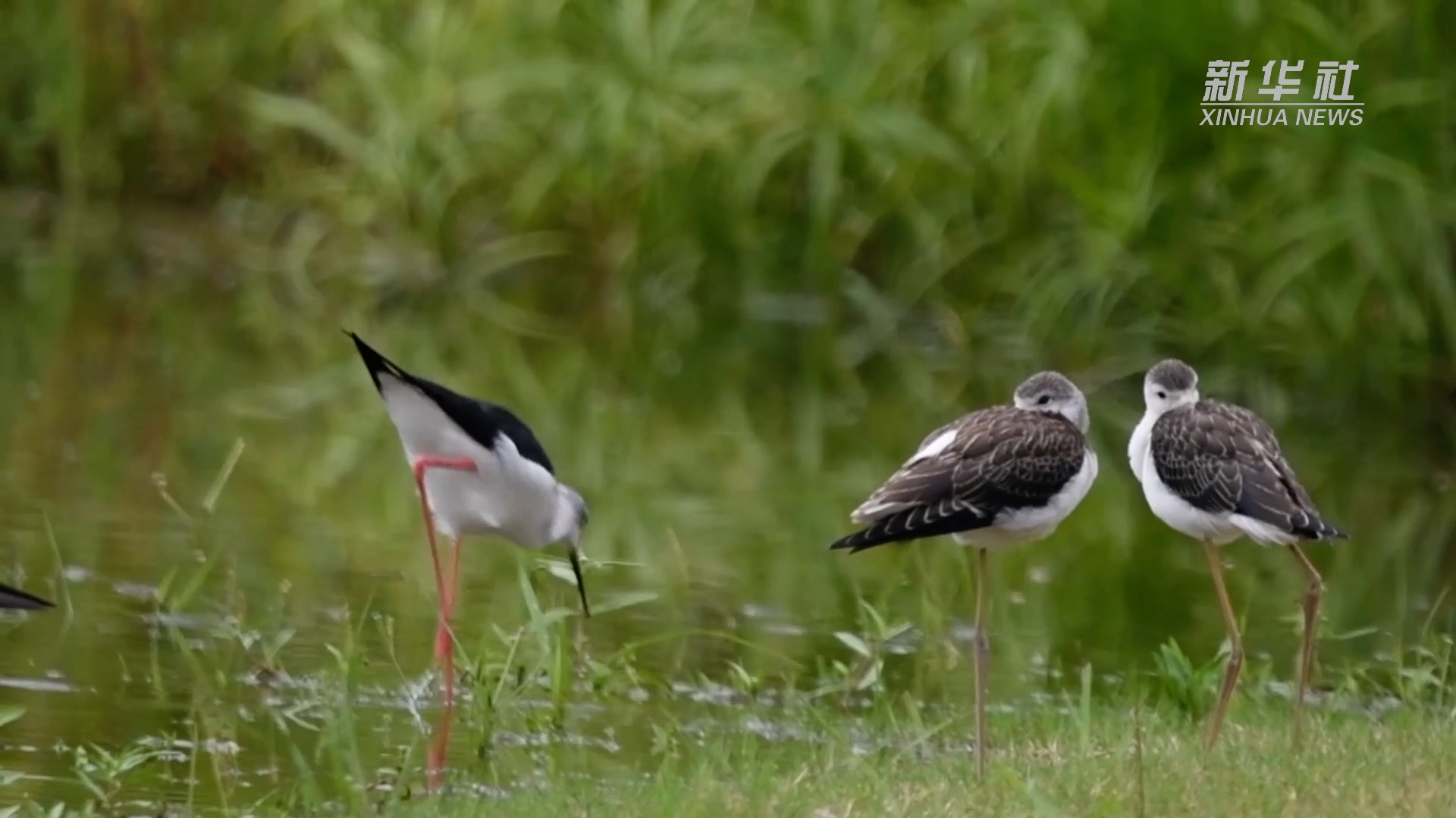 望長江｜重慶：廣陽島的美麗蝶變