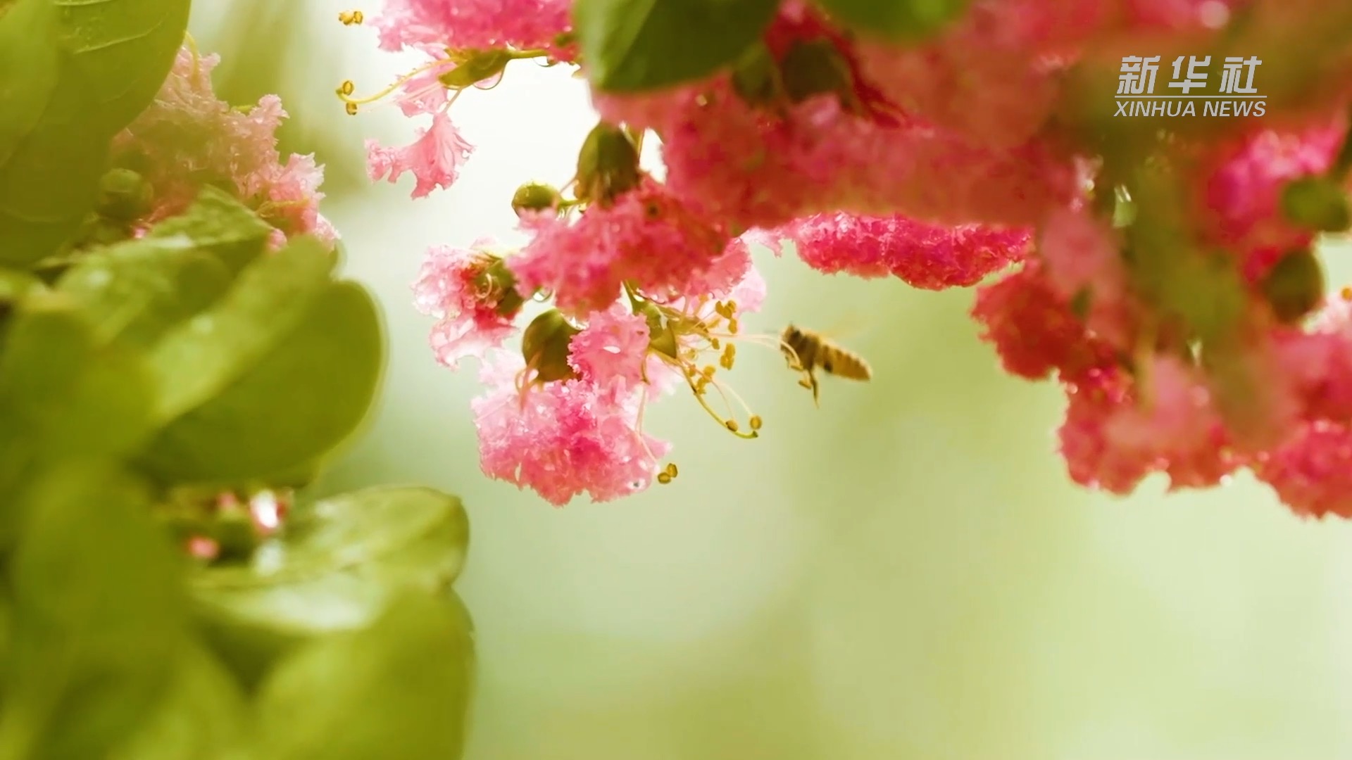 望長江｜重慶：廣陽島的美麗蝶變