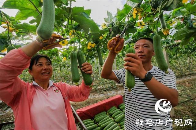 駐馬店市驛城區(qū)：絲瓜經(jīng)濟好&ldquo;錢景&rdquo;
