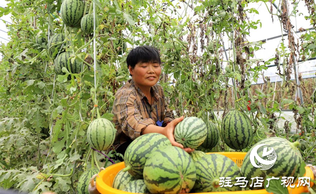 驛城區(qū)朱古洞鄉(xiāng)：致富&ldquo;領(lǐng)頭雁&rdquo;為鄉(xiāng)村振興賦能增色