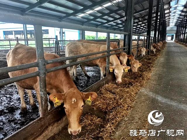 河南泌陽縣的這頭?；鸨W(wǎng)絡(luò)