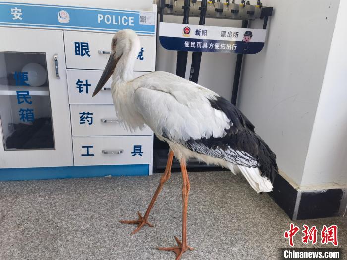 國(guó)家一級(jí)保護(hù)鳥(niǎo)類(lèi)東方白鸛跌落水塘 幸被民警救助
