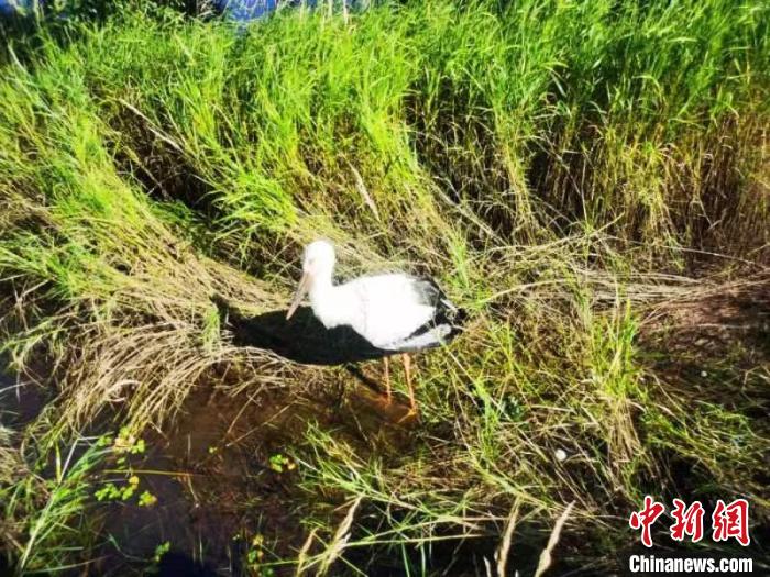 國(guó)家一級(jí)保護(hù)鳥(niǎo)類(lèi)東方白鸛跌落水塘 幸被民警救助