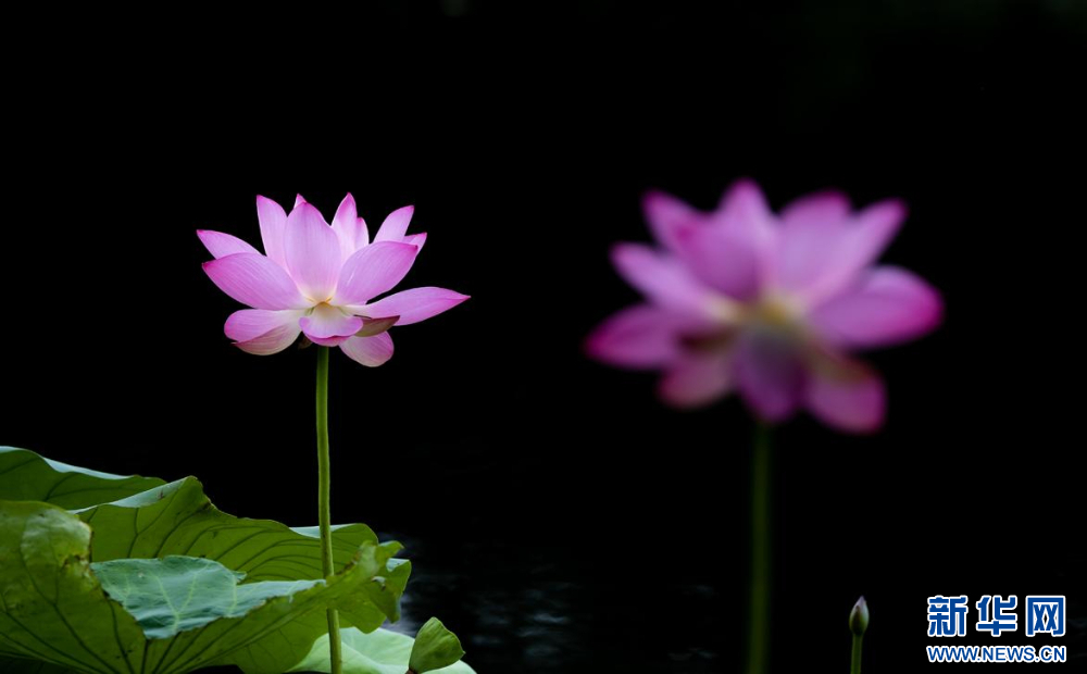 聽(tīng)風(fēng)賞荷正當(dāng)時(shí) 盛夏荷塘美如畫