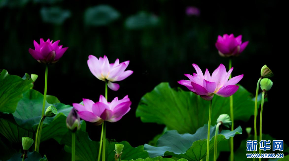 聽(tīng)風(fēng)賞荷正當(dāng)時(shí) 盛夏荷塘美如畫