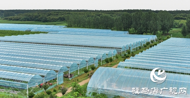 泌陽(yáng)縣春水鎮(zhèn)：葡萄迎豐收 村民致富忙