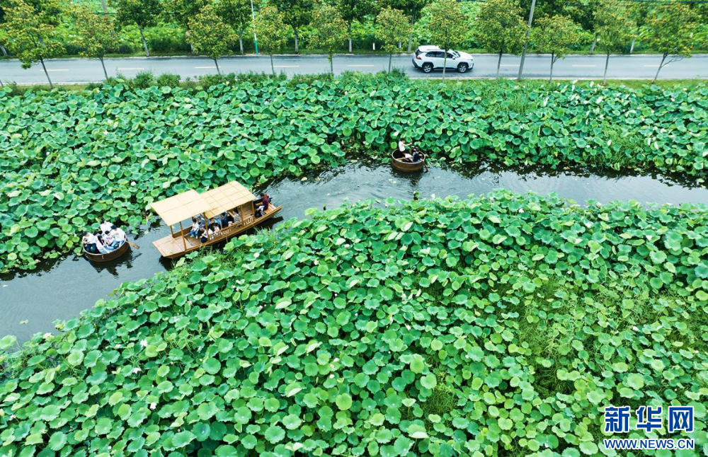 聽(tīng)風(fēng)賞荷正當(dāng)時(shí) 盛夏荷塘美如畫